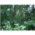 0 Washburn Lane, RUTHERFORDTON, NC - MLS 31421