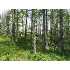 NEAR HWY 70, St. Germain, WI - MLS 67381