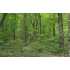 Lot 49 Teel Mountain Drive, Cleveland, GA - MLS 84979