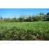 1132 Highway 9 North, Dawsonville, GA - MLS 3695327