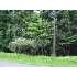 530 Bear Rock Road, Lake Ariel, PA - MLS 09-58