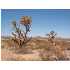 0000 N Pierce Ferry, Dolan Springs, AZ - MLS 819600
